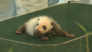 Baby panda makes first appearance at Chimelong Safari Park