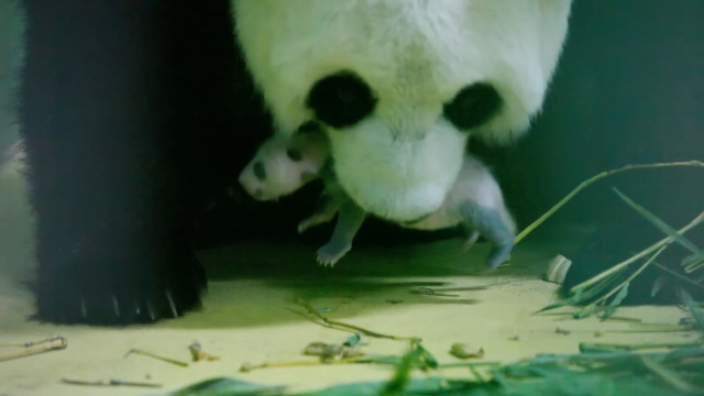 Baby panda makes first appearance at Chimelong Safari Park