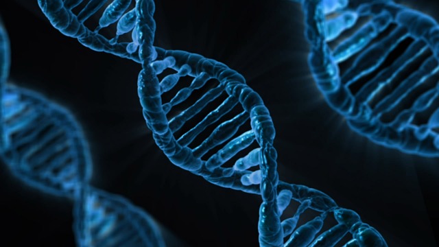 A DNA double helix contains all the genetic info to make you, YOU. And well, a gorilla, a gorilla. 