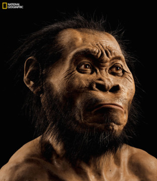 Human Ancestor