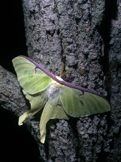 Luna Moth. Photo courtesy of Peter Iacono.