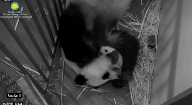 Screen shot of the National Zoo's PandaCam. Mom Mei Xiang and cub Bei Bei nap together. 