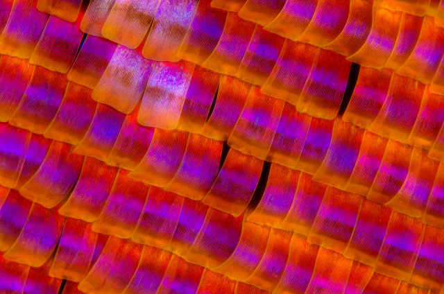 Scales of a sunset moth. Photo by Johan J.Ingles-Le Nobel, Flickr. 