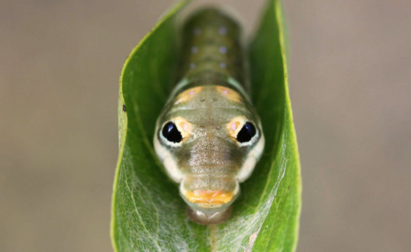 This is one of a couple of caterpillars that look like snakes. It's called a spicebush baby. Photo by John Flannery, flickr. 