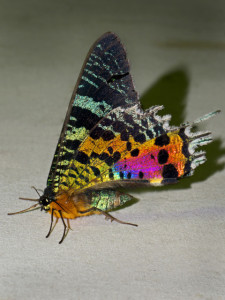 Sunset moth. Photo by Frank Vassen, flickr. 