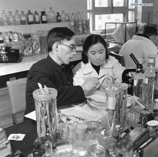 Undated file photo shows Tu Youyou (R, front), a pharmacologist with the China Academy of Chinese Medical Sciences, working with professor Lou Zhicen to study the traditional Chinese medicine, in 1950s. China's Tu Youyou, Irish-born William Campbell, and Japan's Satoshi Omura jointly won the 2015 Nobel Prize for Physiology or Medicine, the Nobel Assembly at Sweden's Karolinska Institute announced on Monday. Tu won half of the prize for her discoveries concerning a novel therapy against malaria. (Xinhua)