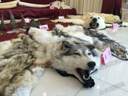 China seizes nearly 1 ton of ivory, rhino horn, bear paws