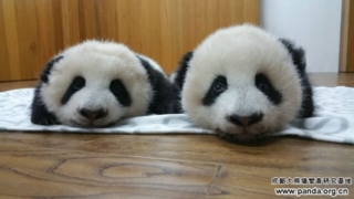 Chengdu giant panda base sees crowds for public holiday