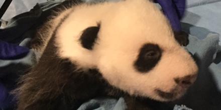 Panda cub Bei Bei’s eyes partially opened