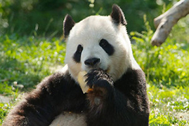 Photo of Mei Xiang by National Zoo.