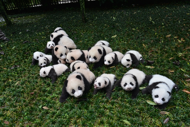 Can you count the number of panda cubs there are in the photo?