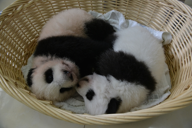 Various of panda cubs taking nap