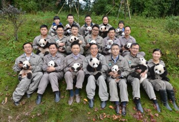 These pandas’ group photos will make you go wow