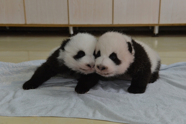 Bet these cutest baby pandas you'll see all day