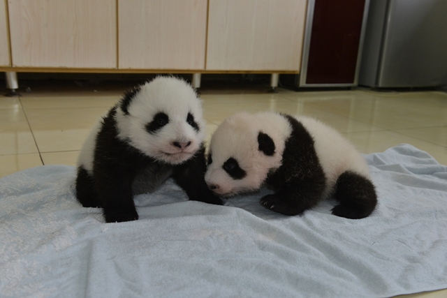 Bet these cutest baby pandas you'll see all day