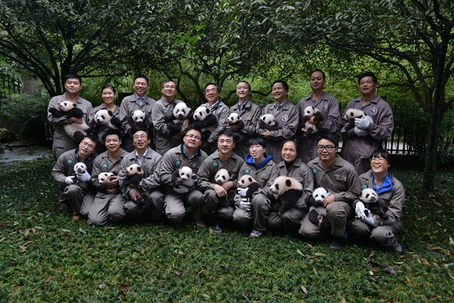 These pandas’ group photos will make you go wow