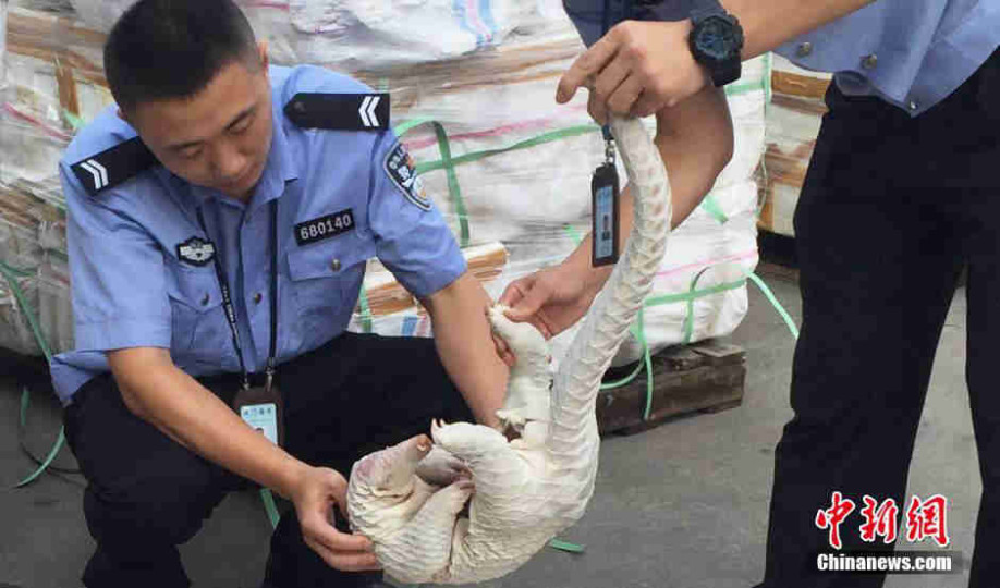 Thousands of smuggled pangolins confiscated in smuggling bust