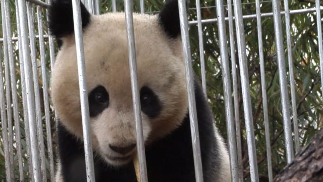 Giant panda, Hua Jiao, ready to be released for wild