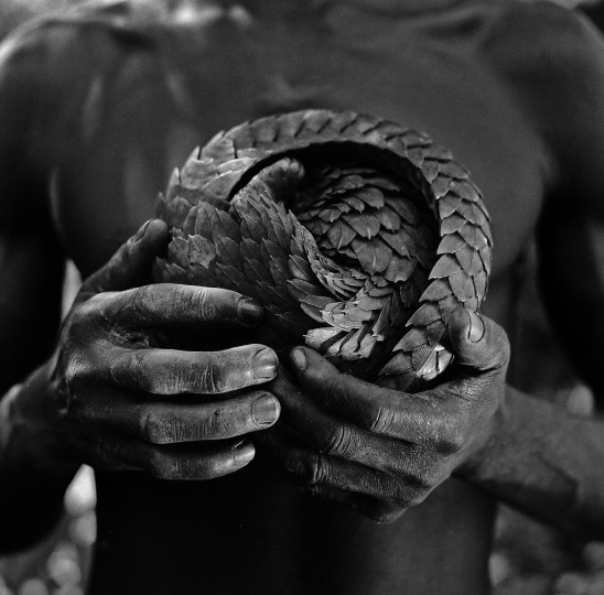 Ground Pangolin near Yagoi, Southern Province, Sierra Leone. Photo by Alfred Weidinger.