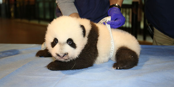 Bei Bei to appear January in public at Washington’s National Zoo