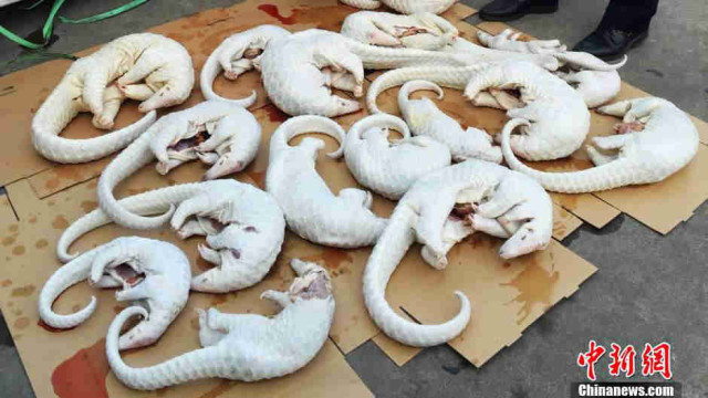Guangdong authorities confiscate thousands of smuggled pangolins