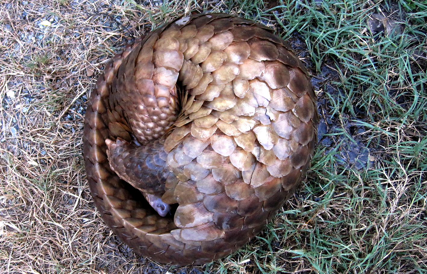 Why are people eating pangolins?