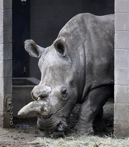 Nola, a northern white rhinoceros, in her enclosure at the San Diego Zoo Safari Park in Escondido, Calif. The Los Angeles Times reports that Zoo officials say Nola, 41, was euthanized early Sunday, Nov. 22, 2015 as she was suffering from a number of old-age ailments, including arthritis, and had also been treated for a recurring abscess on her hip. The rhino had been a draw at the Safari Park since 1986.(AP Photo/Lenny Ignelzi, File)