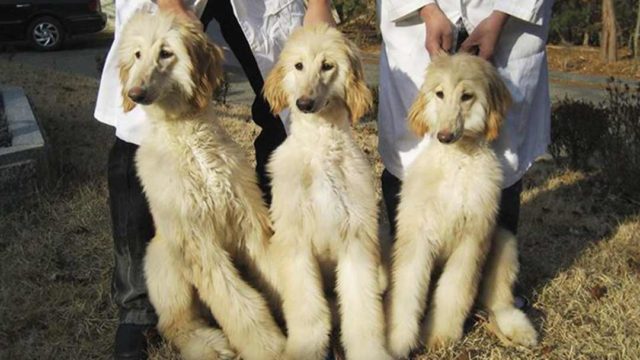cloning dogs
