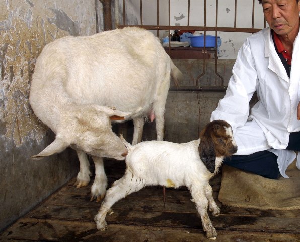 The first embryo-clone Boer goat was successfully born in Tianjin on November.2, 2005. Photo by Du Hai/ChinaFotoPress