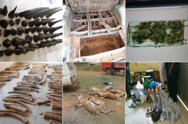 376 arrested across Africa in wildlife crimes operation