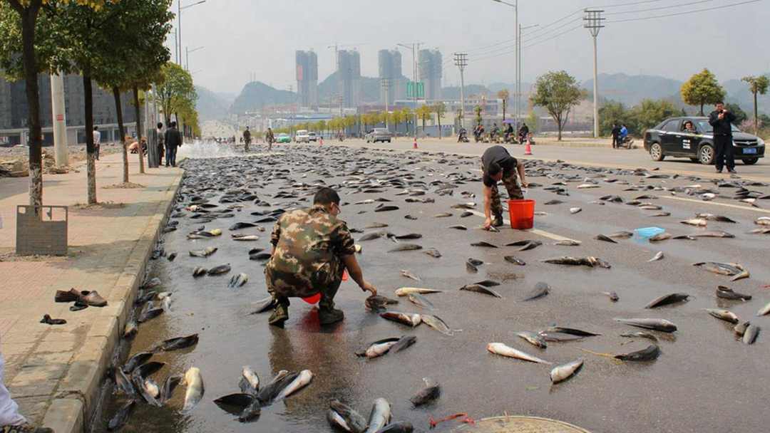 a street in Kaili city in Guizhou Province was swamped with writhing fish