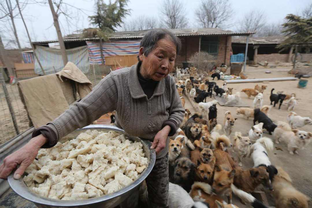 Five elderly women from Weinan, Shaanxi Province, chose to spend their Chinese New Year's Eve with over 1,300 stray dogs