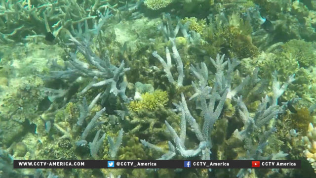 Coral bleaching: Threats to Great Barrier Reef