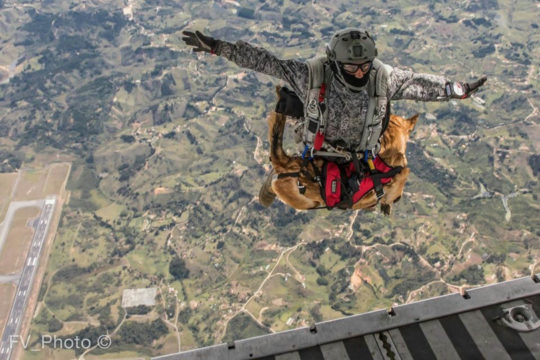 Colombia's special forces dogs are also skydivers