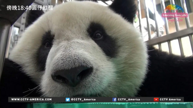 Panda at zoo in Taiwan accidentally swallows syringe needle