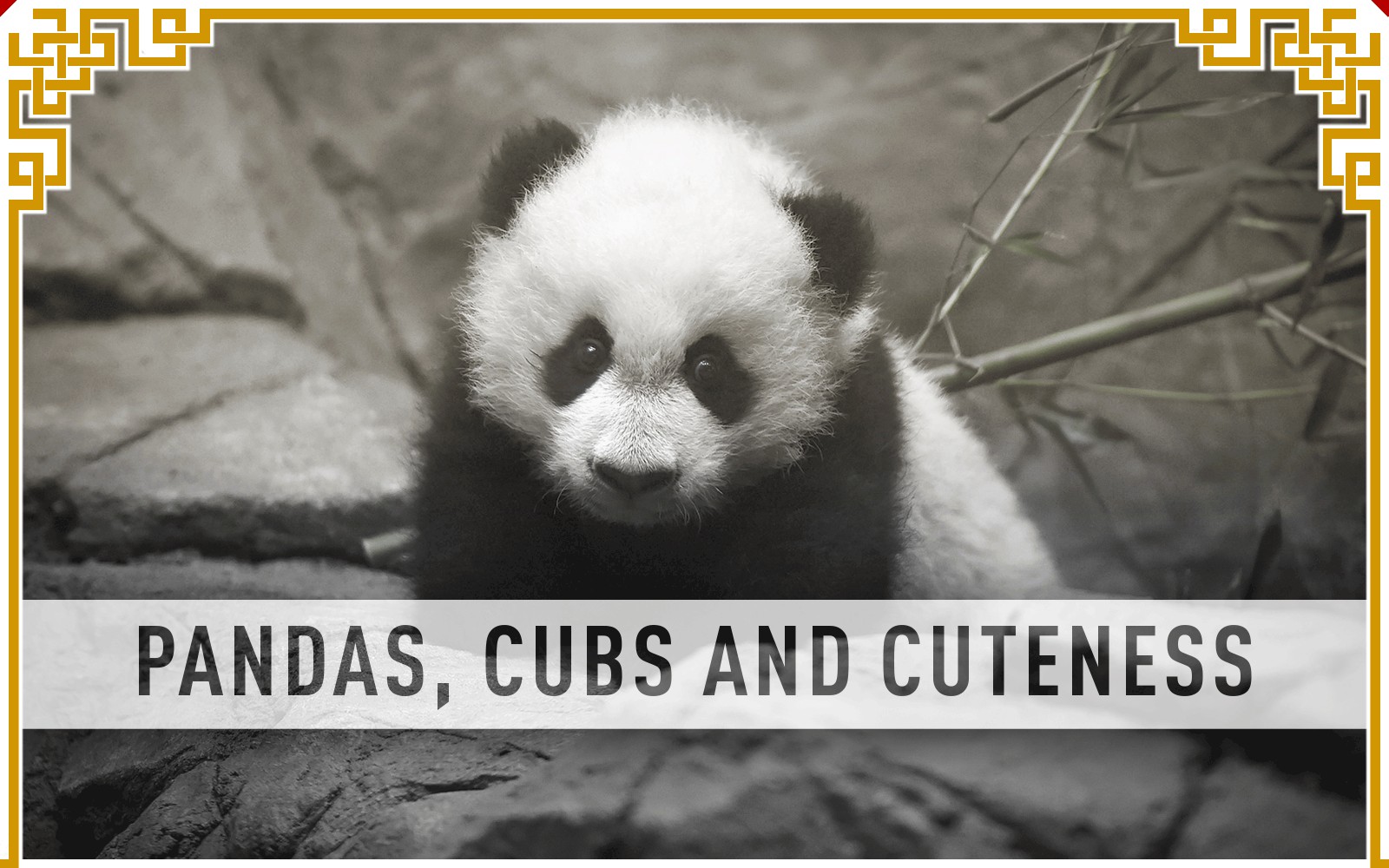  Pandas, cubs and cuteness 