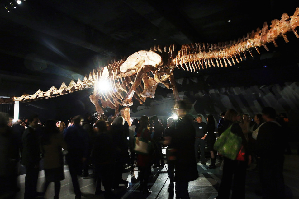 NEW YORK, NY - JANUARY 14: A replica of one of the largest dinosaurs ever discovered is unveiled at the American Museum of Natural History on January 14, 2016 in New York City. The replica of the "Titanosaur" weighs about 70 tons, is 17 feet tall and stretches to nearly 122 feet long. The dinosaur belongs to the titanosaur family and was discovered by Paleontologists in the Patagonian Desert of Argentina in 2014 and lived about 100 to 95 million years ago. The exhibit at the museum features bones, fossils and a fibreglass replica of the creature. Spencer Platt/Getty Images/AFP