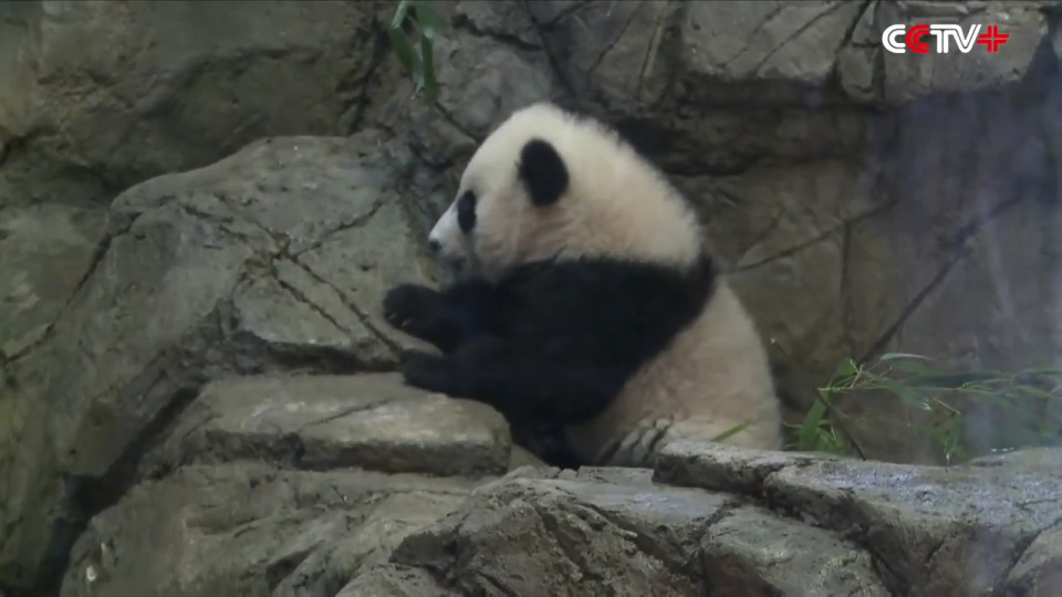 Giant panda Bei Bei makes public debut at National Zoo in DC