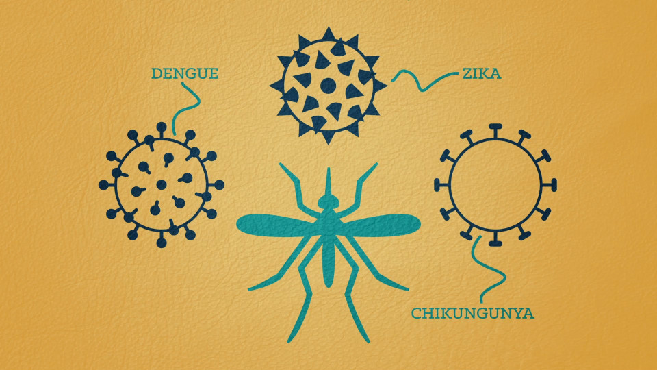 The Zika virus, explained