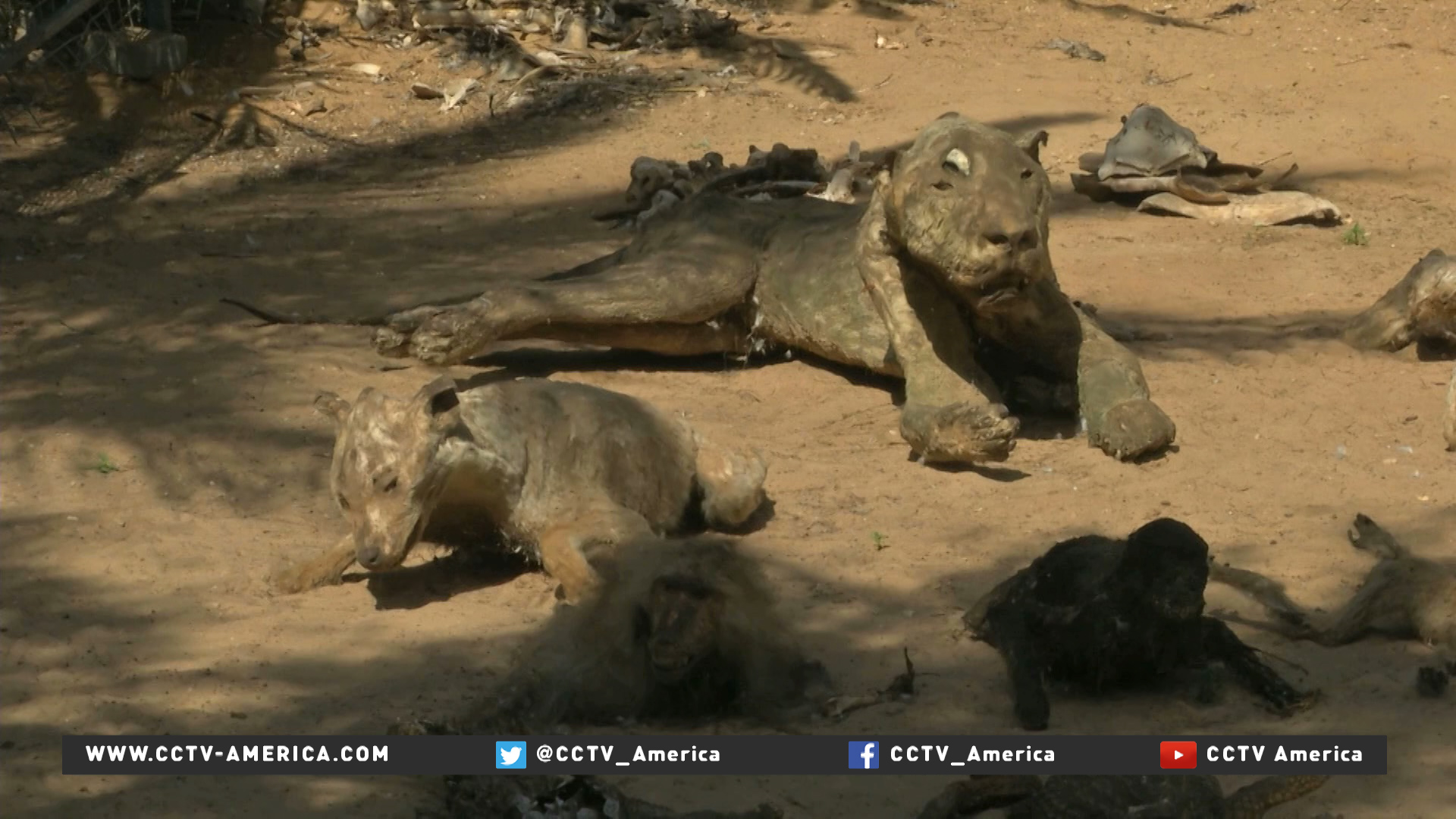 Gaza zoo animals die of hunger and diseases | CGTN America