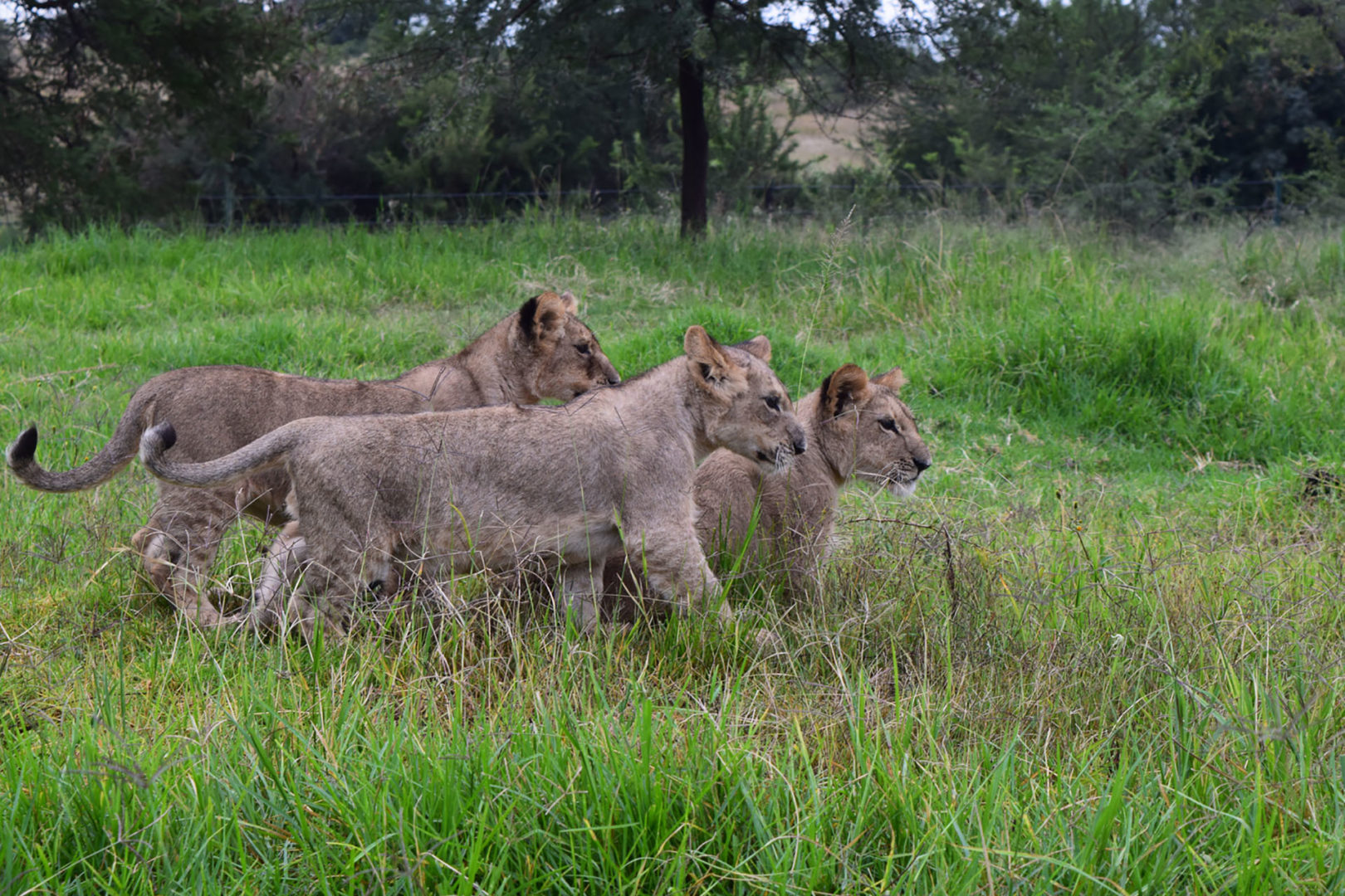 Walking with lions in Zimbabwe's Antelope Park