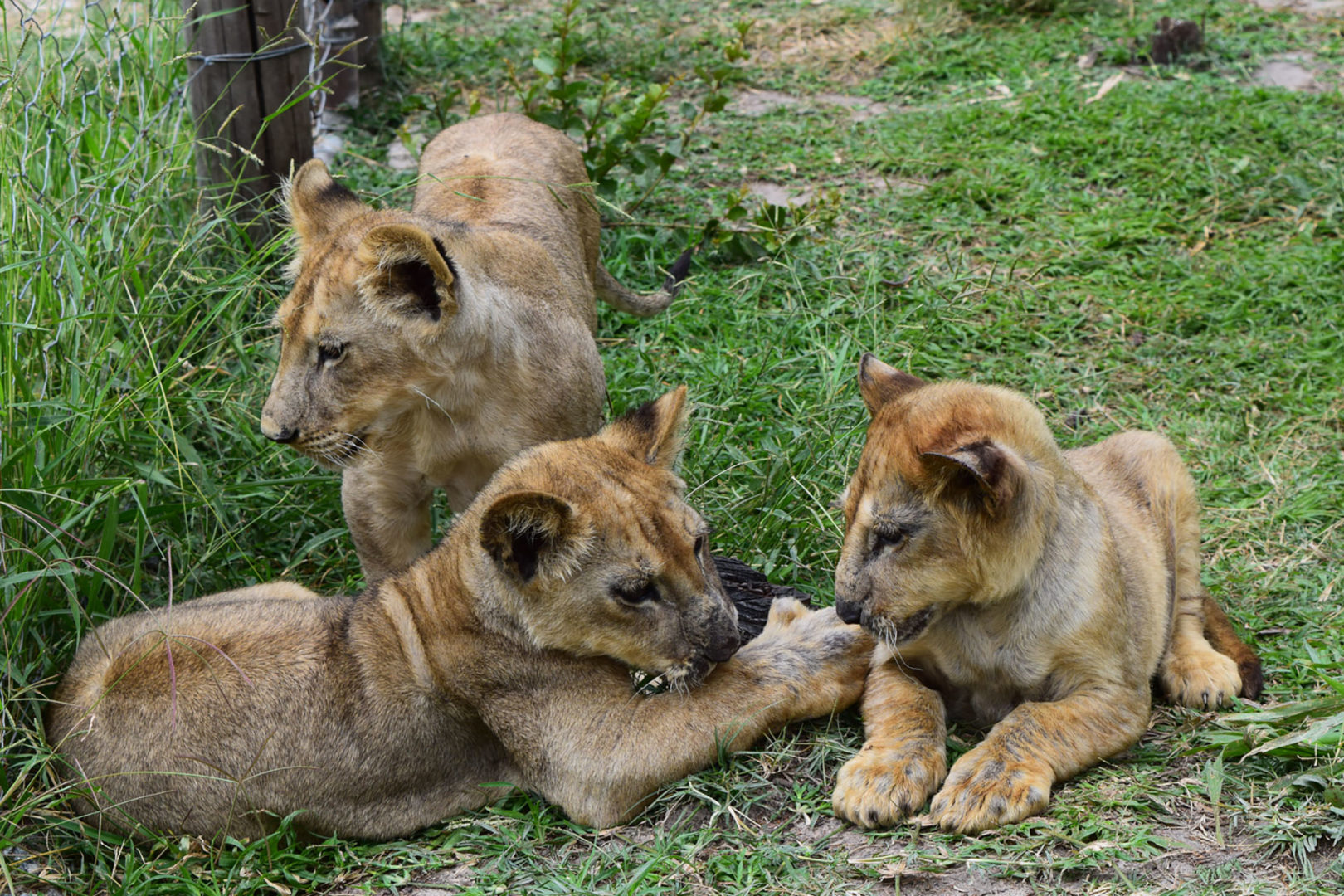 Lion cubs