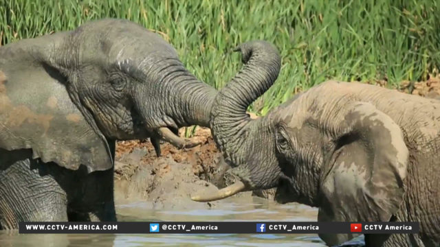 Battle continues against illegal poaching of elephants for ivory