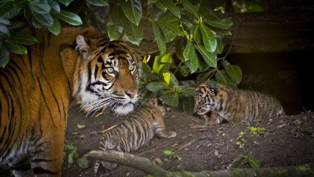 Tiger population on the rise
