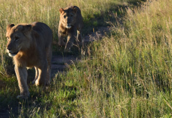 Lions in Africa