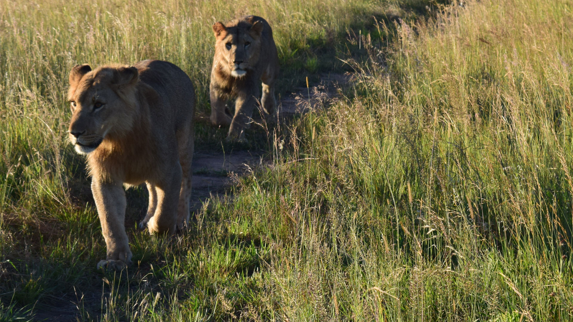Walking with lions in Zimbabwe’s Antelope Park
