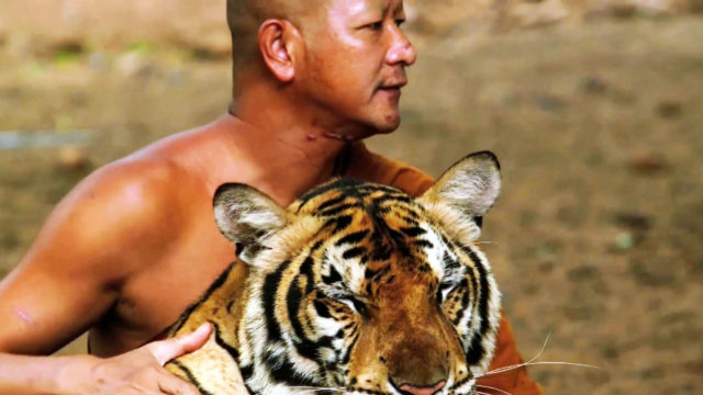 A monk with tiger