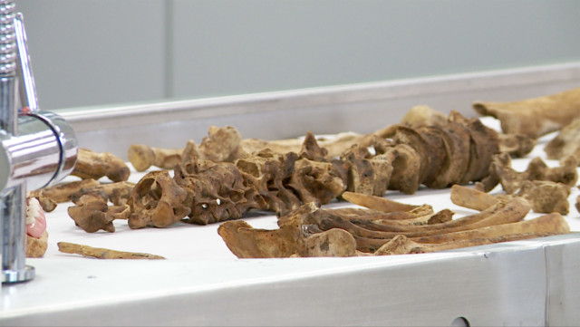 Human remains awaiting the identification process at Bogota CSI Lab.