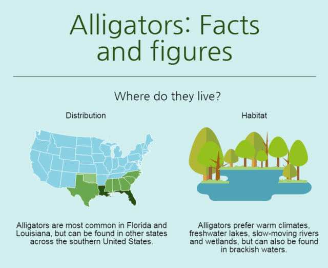 Alligator facts and safety tips