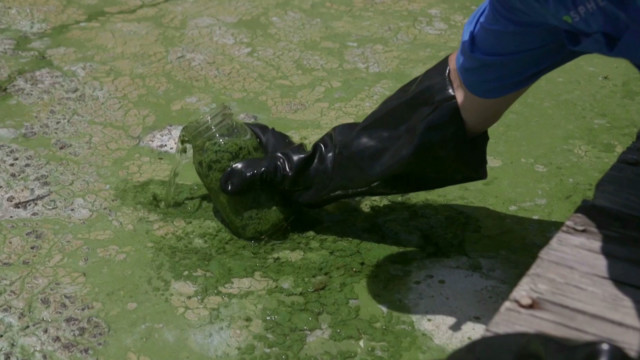 Toxic algae bloom spreading through Florida coastline2